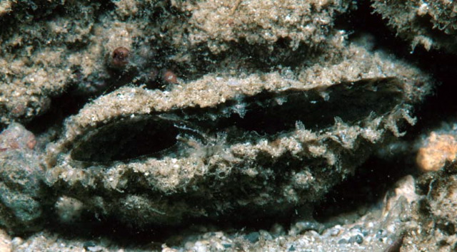 Pinna muricata